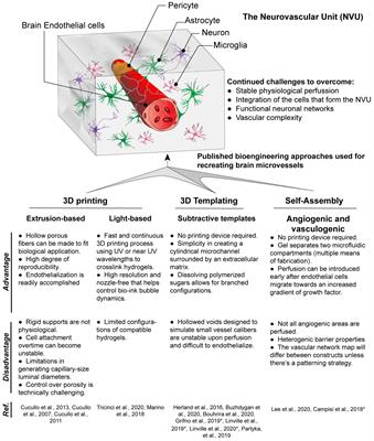 The Use of Tissue Engineering to Fabricate Perfusable 3D Brain Microvessels in vitro